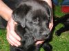Foto -Labrador Retriever (80).jpg